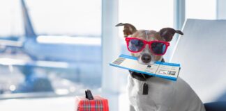 Como preparar seu animal para viajar de avião Cachorro viajando de avião